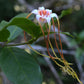 Strophanthus Luteolus - Golden Poison Rope - Climber - 5 Seeds
